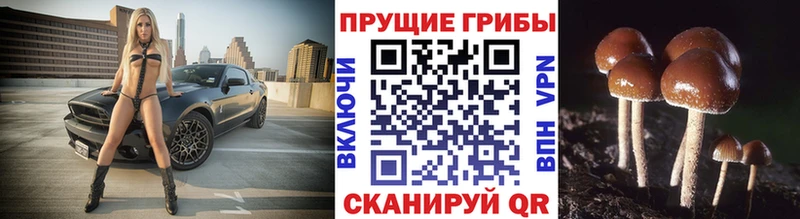 сколько стоит  Нестеровская  darknet какой сайт  Галлюциногенные грибы Psilocybe 